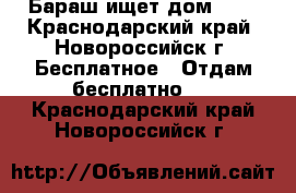 Бараш ищет дом!!!  - Краснодарский край, Новороссийск г. Бесплатное » Отдам бесплатно   . Краснодарский край,Новороссийск г.